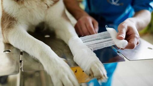 Dog having paw bandaged